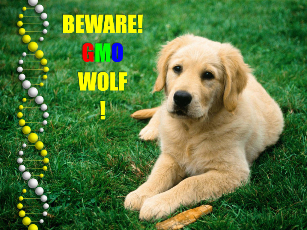 gmo-wolf